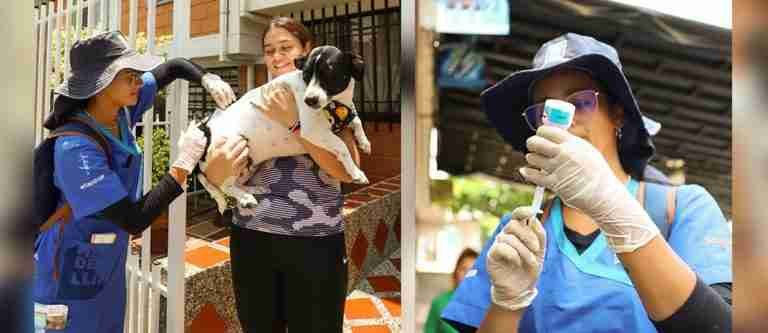 Conozca la importancia de vacunar las mascotas para evitar el virus de la rabia en humanos