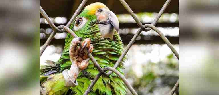 ¡No aprendemos! Durante Semana Santa se realizaron 56 incautaciones de Flora y Fauna Silvestre en Antioquia