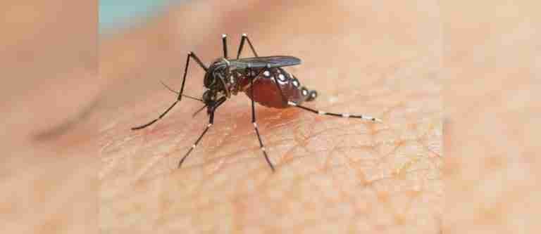 ¡Cifras alarmantes! OPS alerta sobre el aumento de casos de dengue en las Américas