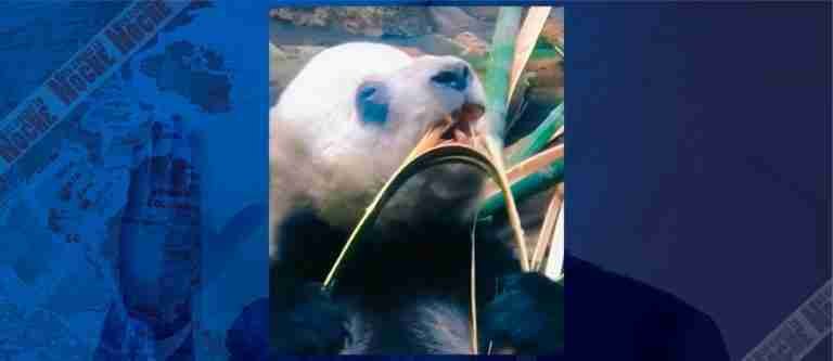 El curioso caso de Meng er, el panda que aprendió a romper bambú con esfuerzo