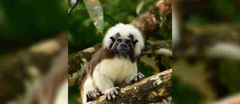 Más de 2.100 especies amenazadas de extinción en Colombia