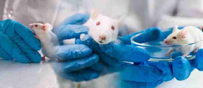 24 de abril: Día Internacional del Animal de Laboratorio
