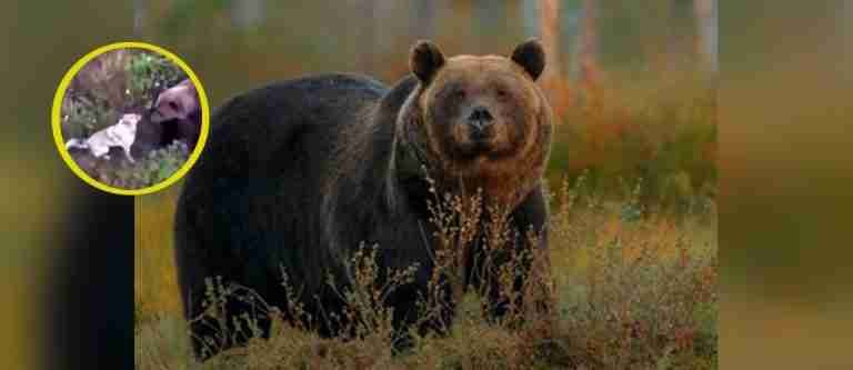 Se les perdió su perro y lo encontraron jugando con una familia de osos 