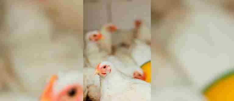 Tragedia en Piedecuesta: vendaval causa la muerte de 20.000 pollos