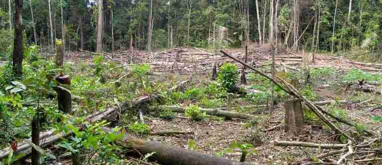 Deforestación del Amazonas agudiza crisis de suministro de agua en Colombia 