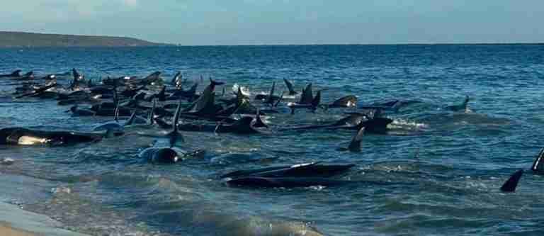 Más de 100 ballenas varadas en una playa de Australia 
