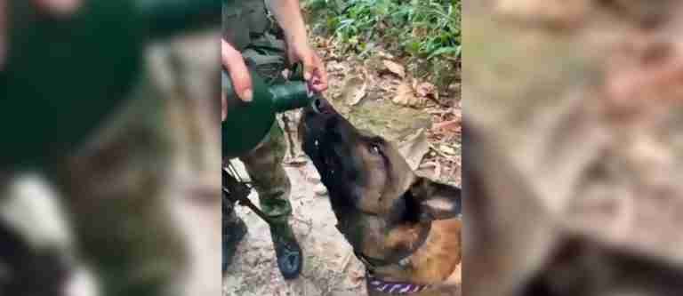 Perro del Ejército Nacional descubre 34 artefactos explosivos en Casanare, salvando vidas