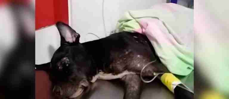 Judicializan a falso veterinario por realizar una eutanasia fallida y enterrar vivo a un perro