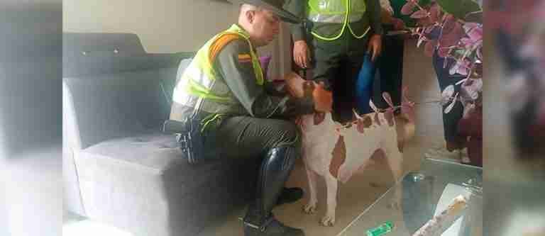 ACTUALIZACIÓN ¡La perrita y sus cachorros ya están en manos de las autoridades! 