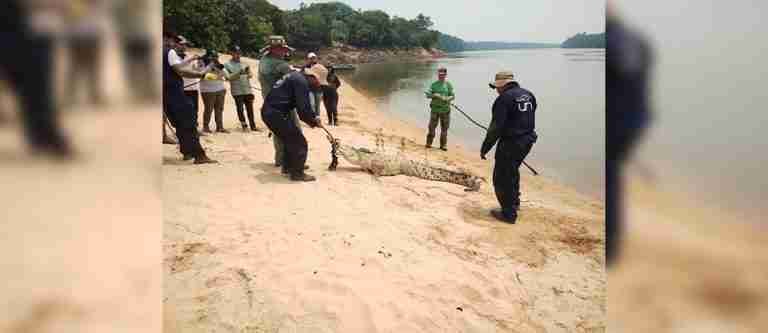 Caimanes llaneros, en peligro de extinción, son devueltos a su hábitat