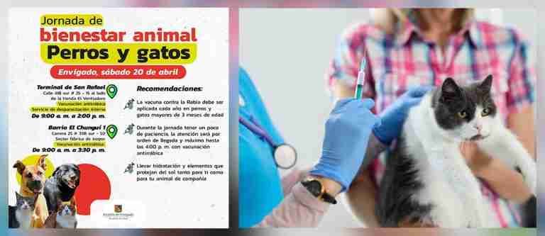 Habrá jornada gratuita de vacunación antirrábica para perros y gatos en Envigado