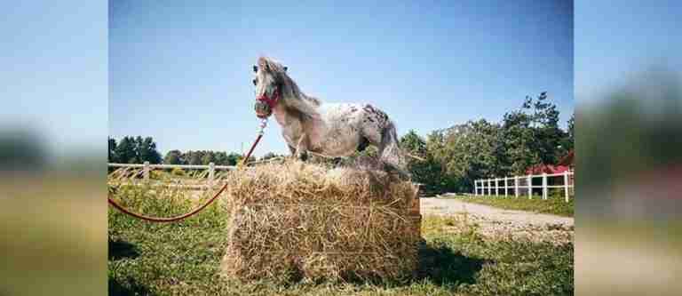 Conozca a Bombel, el caballo vivo más pequeño del mundo