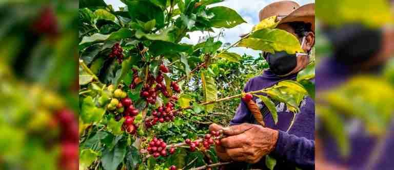 Si los cafeteros no marchan no sube el precio del café