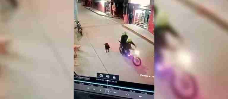 Por esta agresión a un animal separaron del cargo a dos policías