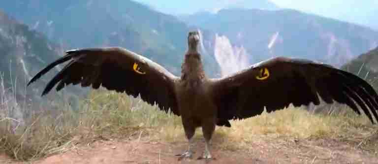 Liberan a cóndor andino llamado “Dios valiente”  rescatado en Perú tras encontrarlo intoxicado