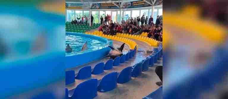 “Delfines, no payasos”: video de delfín en acuario reabre el debate sobre espectáculos con animales marinos