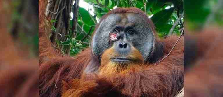 Rakus, el orangután que se curó a sí mismo con plantas medicinales
