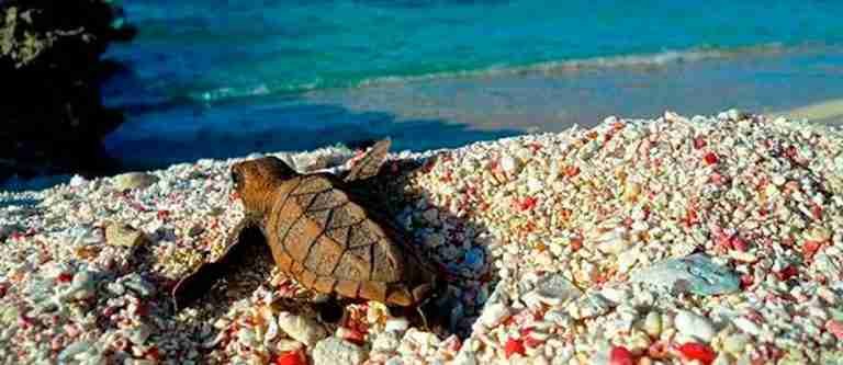 Rescatan y reubican 117 huevos de tortuga carey