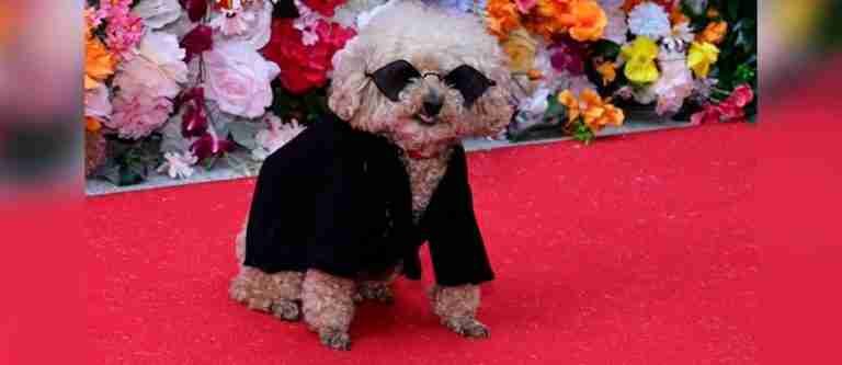 Elegantes caninos deslumbran en la Pet Gala