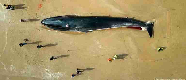 Japón reanuda la caza comercial de ballenas de aleta, desatando críticas y preocupaciones a nivel mundial