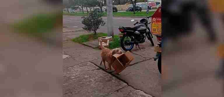 Emotivo video de un perro ayudando a su dueño a recolectar cajas en Bogotá conquista las redes sociales