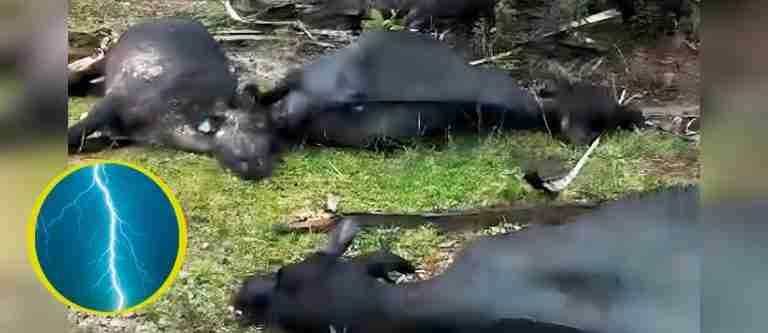 Tragedia en Barrancabermeja: 15 búfalos mueren por descarga eléctrica de un rayo