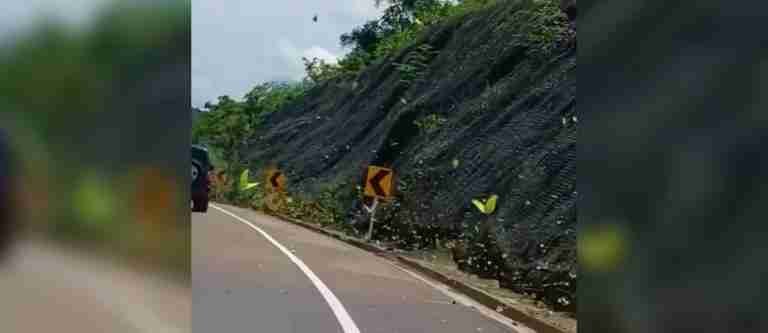 Espectáculo de mariposas amarillas sorprende a viajeros en la vía Honda-Girardot