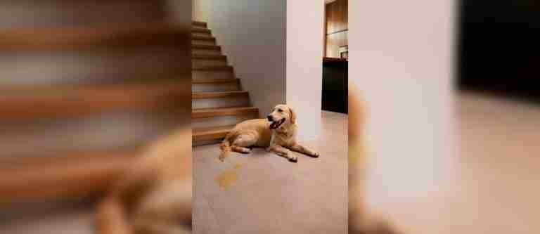 ¿Sabe cuál es la forma correcta de limpiar las necesidades de las mascotas dentro de casa?