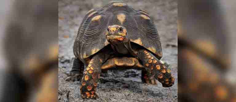 23 de mayo: Día Mundial de las tortugas