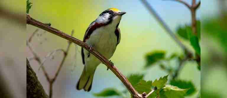 Colombia reafirma su liderazgo mundial en avistamiento de aves