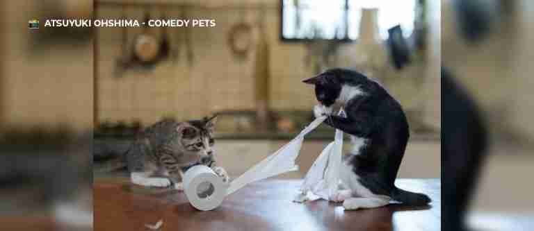 Humor animal a un clic: imágenes finalistas del concurso ‘Comedy Pet Photography Awards’