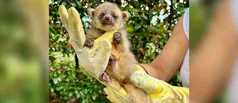 Increíble rescate de un olinguito en Envigado