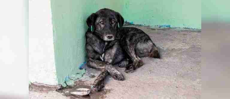 Aprobada ley para la esterilización quirúrgica de perros y gatos en Colombia