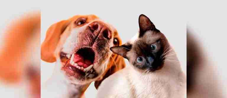 La importancia de la esterilización en mascotas