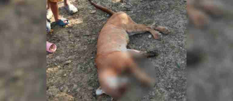 Cazadores asesinaron a un puma en Plato, Magdalena, y se enfrentan a contundentes sanciones legales