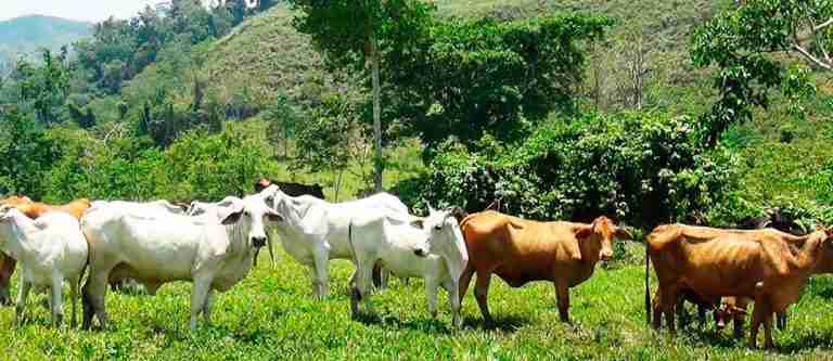 Colombia, a un paso de lograr una ganadería libre de deforestación