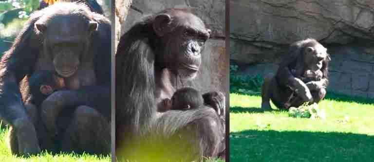 El difícil duelo que enfrenta una chimpancé: lleva en brazos a su bebé fallecido hace meses