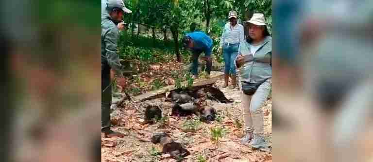 Investigan las causas de muerte de decenas de monos en México