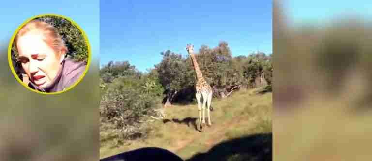 Impactante persecución de una jirafa a turistas en safari se vuelve viral