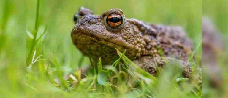 Descubren en el veneno del sapo Bufo una prometedora terapia para trastornos mentales