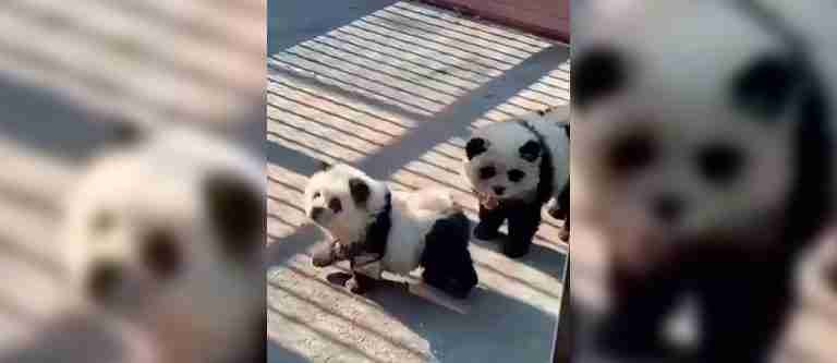 Controversia en redes: zoológico exhibe perros pintados como osos pandas