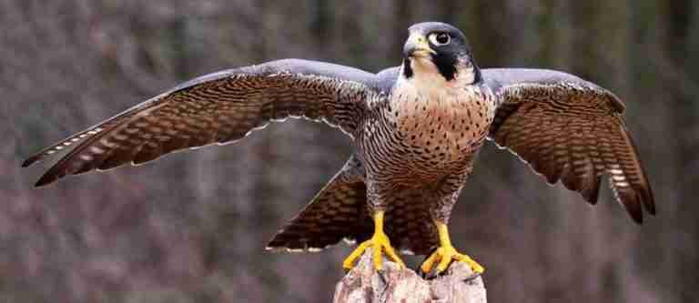 Este año se han atendido 18 aves migratorias en el Valle de Aburrá