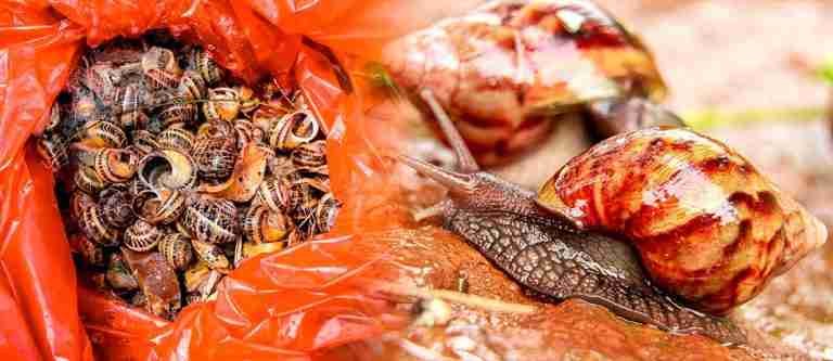 Alerta por proliferación de caracoles debido al aumento de lluvias en el Valle de Aburrá