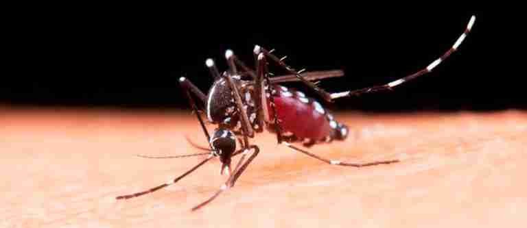 Puerto Rico reporta la primera muerte por dengue en 2024