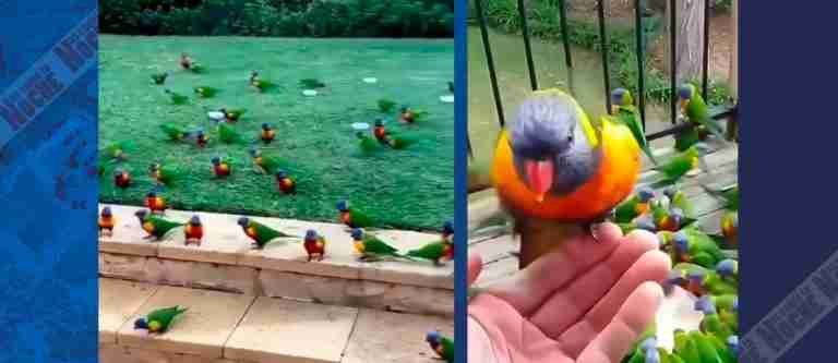 Así se vio reflejado el agradecimiento de un loro a la mujer que lo salvó de la muerte