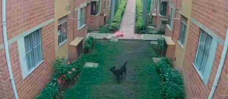 Un perro embistió a una adulta mayor y le generó graves lesiones 