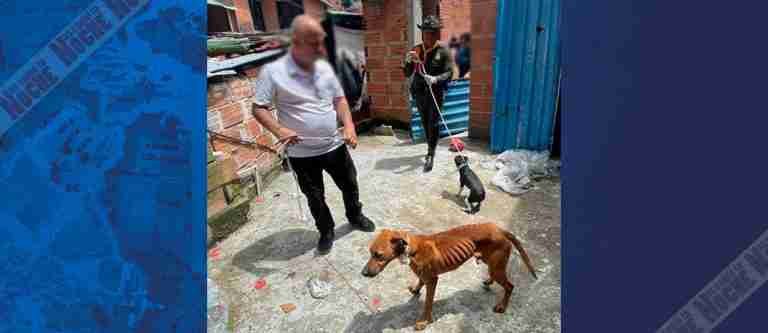 La Policía rescató a tres perritos de la Comuna 13 que estaban desnutridos