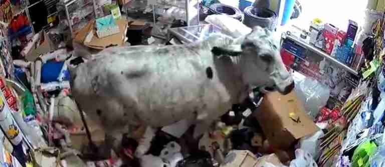 ¿Cómo llegaron ahí? Vacas causan caos en un local comercial de Corinto 
