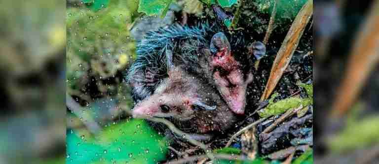 Intensas lluvias afectan a la fauna silvestre en el Área Metropolitana