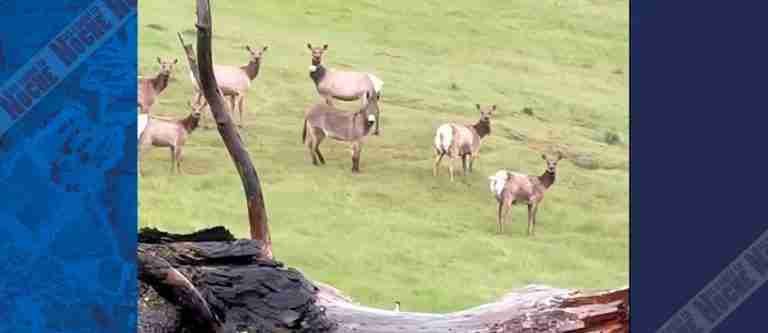 ‘Diesel’ el burro perdido entre alces salvajes